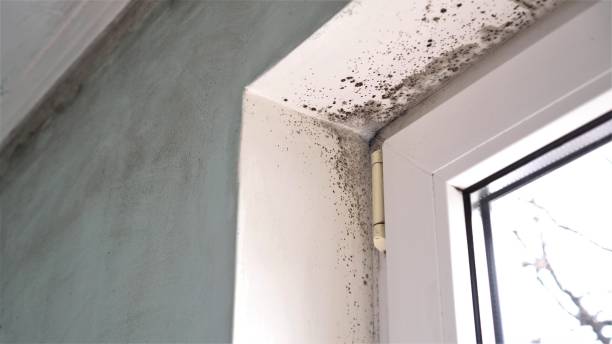 Best Air Quality Testing for Mold Spores  in Converse, TX
