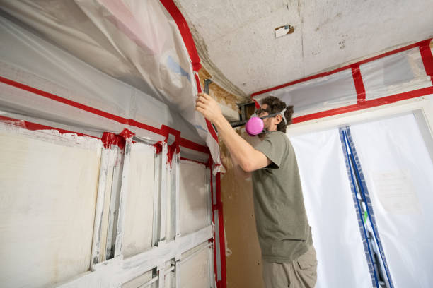 Converse, TX Mold Removal Company